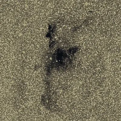 Barnard 83