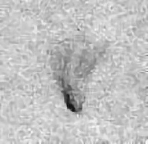 NGC 2261